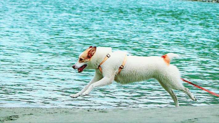 Fotochallenge 66 ~ Rennaction -Zeig deinen Hund im Lauf-Beitrag-Bild