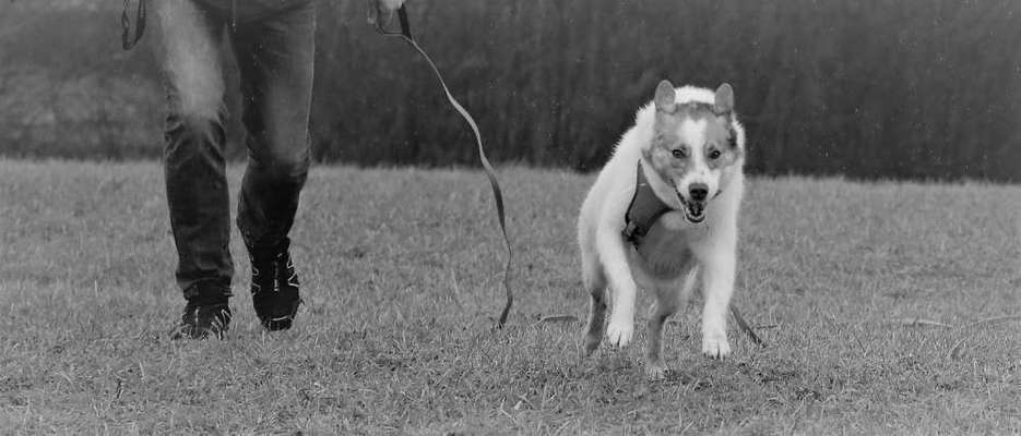 Wie hat sich Euer Problemhund entwickelt-Damals und Jetzt-Beitrag-Bild