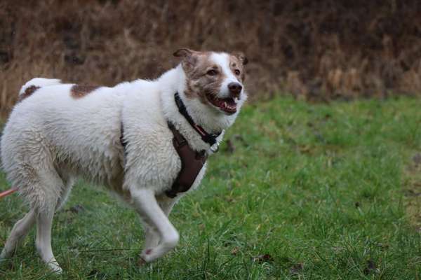 Lachen😀 eure Hunde auch so gerne😂-Beitrag-Bild