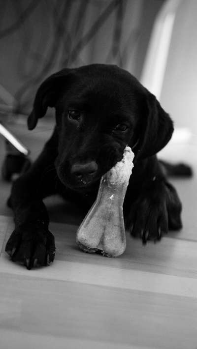 Welpen Bilder !-Beitrag-Bild