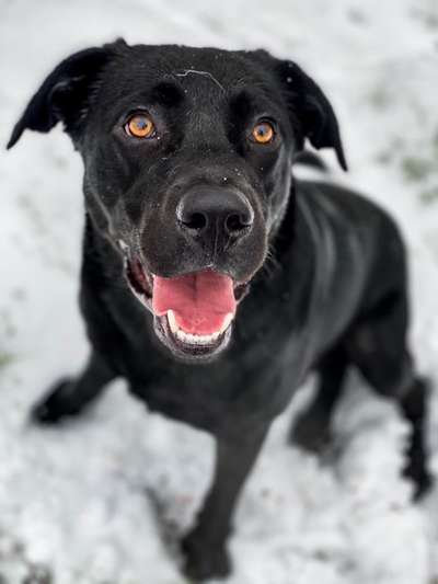 Labradorfans-Beitrag-Bild