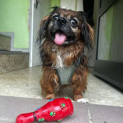 Hundetreffen-Gassi & Toben-Bild