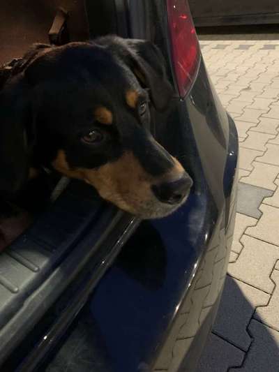 Wo habt ihr eure Hunde her ?-Beitrag-Bild