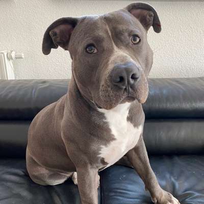 Hundetreffen-Welpentreffen