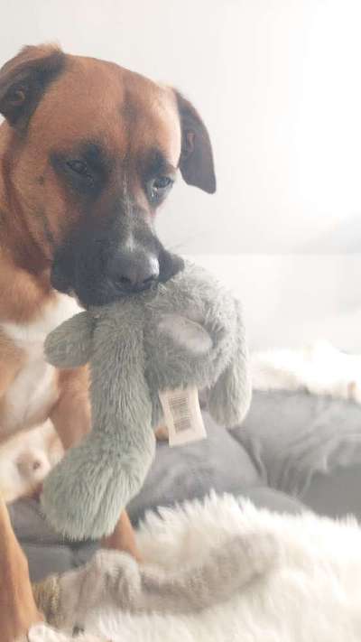 Hundetreffen-Wir suchen lauf und Spielpartner-Bild