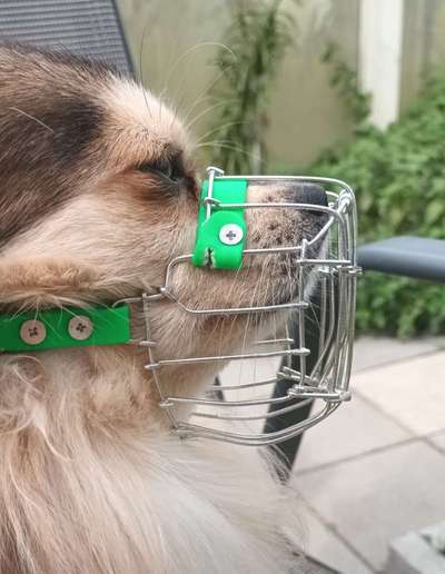 Wie sitzt mein Maulkorb / Maulkorb-Beratung-Beitrag-Bild