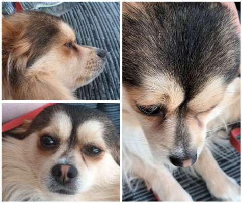 Wie sitzt mein Maulkorb / Maulkorb-Beratung-Beitrag-Bild