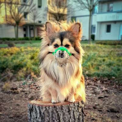 Hundetreffen-Social Walks & gemeinsames Hundetraining-Bild