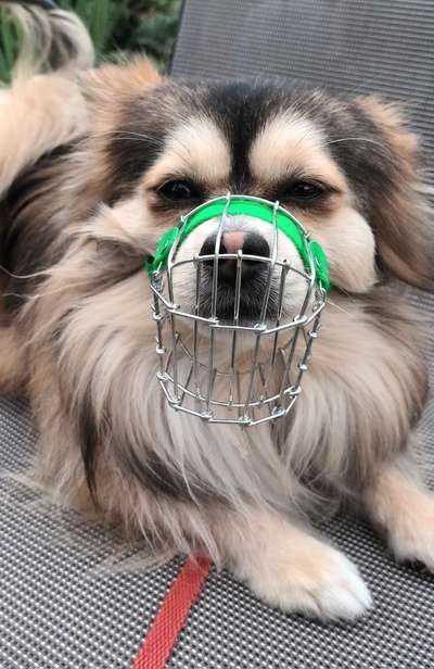 Wie sitzt mein Maulkorb / Maulkorb-Beratung-Beitrag-Bild