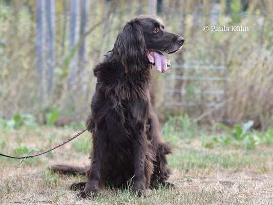 Reinrassige Hunde?-Beitrag-Bild