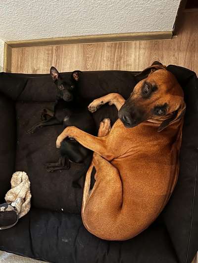 Dogorama Photo Challenge - Die besten Hundebuddys-Beitrag-Bild