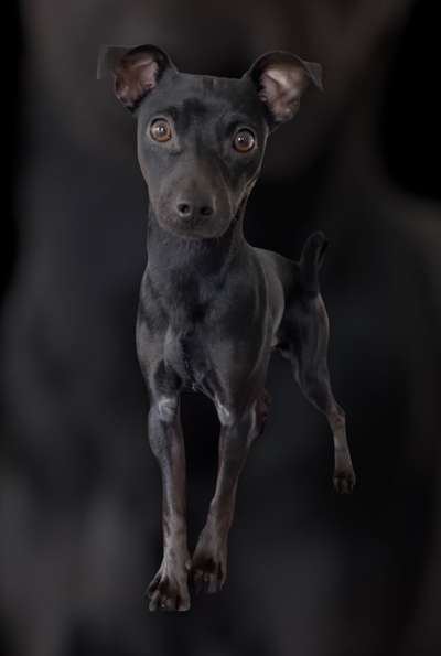 Dogorama Photo Challenge - Hundeblick zum hinschmelzen-Beitrag-Bild