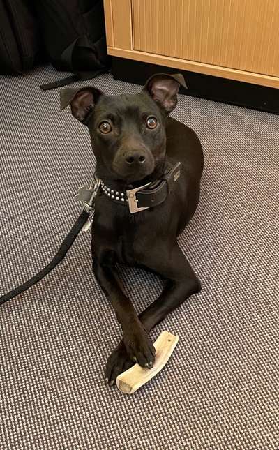 Wo sind die Zwergpinscher?-Beitrag-Bild