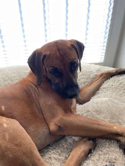 Rhodesian Ridgeback-Beitrag-Bild