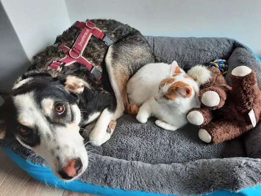 Tierschutzhund ist meine Lieblingsrasse-Beitrag-Bild