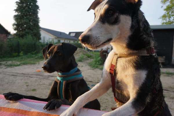 Bester Freund, Hundekumpel - zeigt her!-Beitrag-Bild