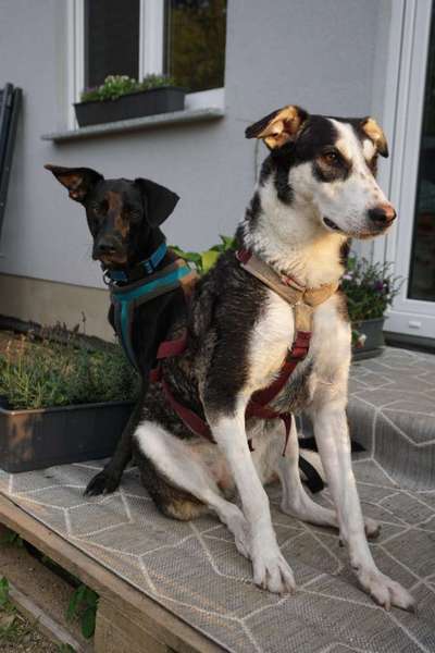 Bester Freund, Hundekumpel - zeigt her!-Beitrag-Bild