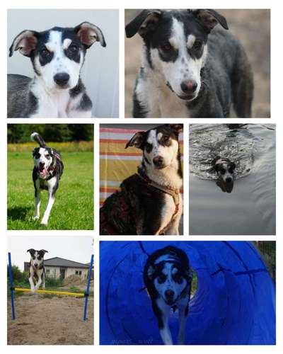 Zeigt mir die tollste Nahaufnahme von eurer Fellnase-Beitrag-Bild