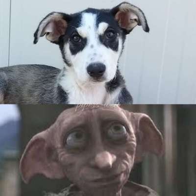 Welpen Bilder !-Beitrag-Bild