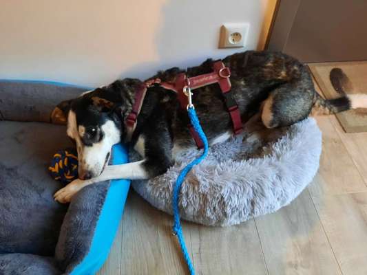 Wo habt ihr eure Hunde her ?-Beitrag-Bild