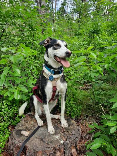 Wo habt ihr eure Hunde her ?-Beitrag-Bild