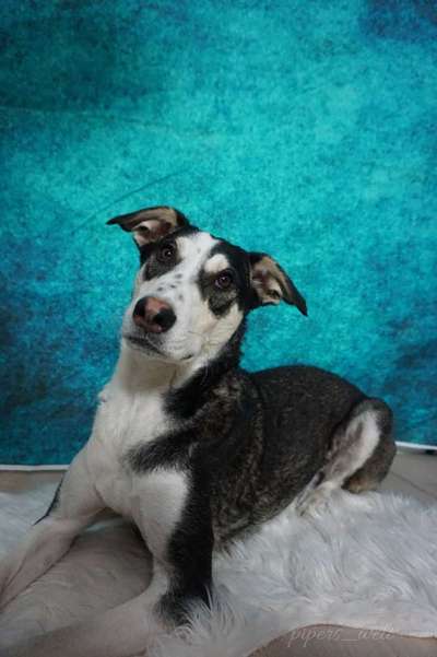 Welpen Bilder !-Beitrag-Bild