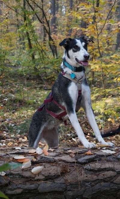Immer der Nase nach - die schönsten Jagdhund-Bilder-Beitrag-Bild