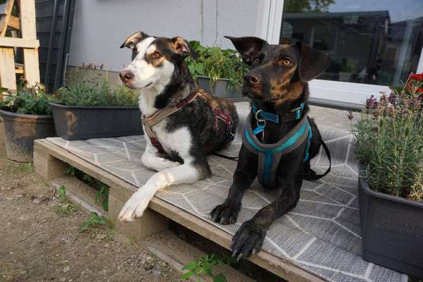 Bester Freund, Hundekumpel - zeigt her!-Beitrag-Bild