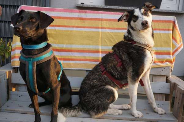 Bester Freund, Hundekumpel - zeigt her!-Beitrag-Bild