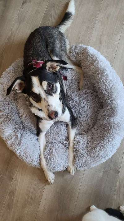 Zeigt her eure Junghunde :)-Beitrag-Bild