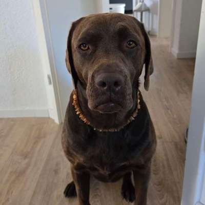 Hundetreffen-Gemeinsame Gassirunde-Bild