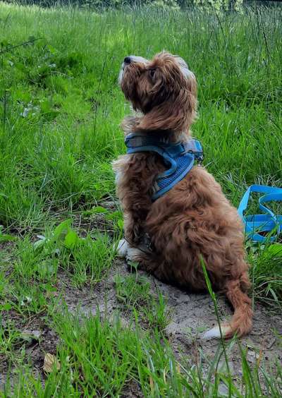 Hundetreffen-Welpentreff in/um Henstedt-Ulzburg-Bild