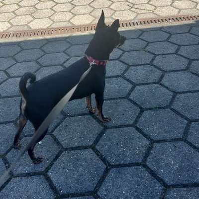 Hundetreffen-Gassirunde in Lünen und Umgebung-Bild