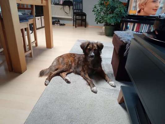 Mischlingshunde Foto Aufruf-Beitrag-Bild