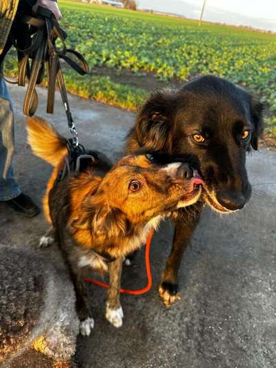 Freddys Kummerkasten-Beitrag-Bild