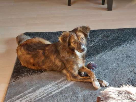 25. Farben Fotochallenge ,,Bernstein"-Beitrag-Bild