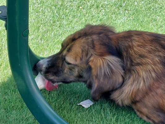 Fotosammlung: ,,Der natürliche Hund" Unbearbeitet, ungestellt und in Natura-Beitrag-Bild