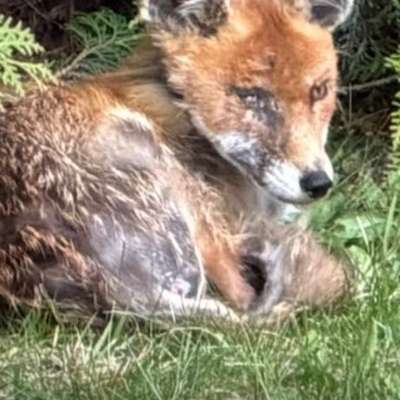 Giftköder-Beendet: Fuchs ist nicht mehr da!!!!-Bild