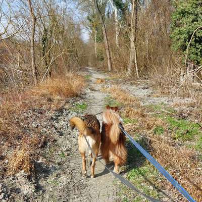 Hundetreffen-Social Walk oder Playdate-Bild