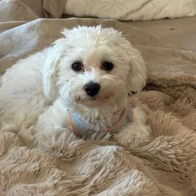 Hundetreffen-Sie liebt es zu spielen-Bild