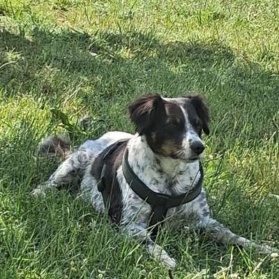 TierschutzhundeStammtisch🐕-Beitrag-Bild