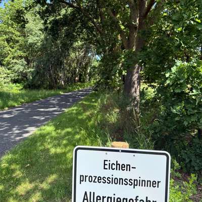Giftköder-Eichenprozessionsspinner-Bild