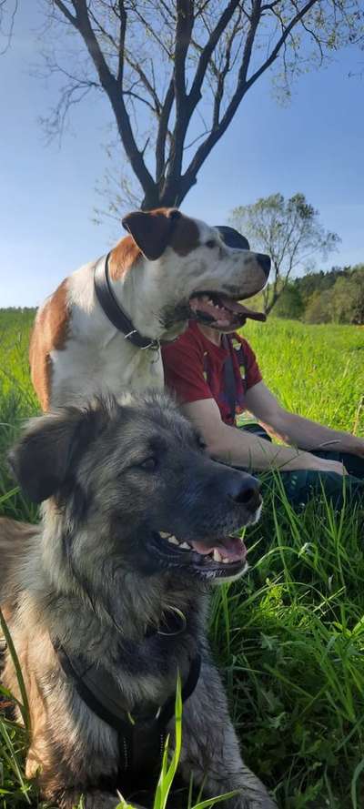 Dogorama Photo Challenge - Gassipause-Beitrag-Bild