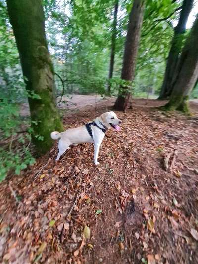 Die Dogorama Kalender Challenge Titelbild-Beitrag-Bild