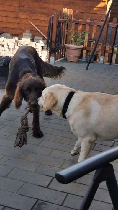 Die Dogorama Wochen Challenge "Friends will be Friends"-Beitrag-Bild