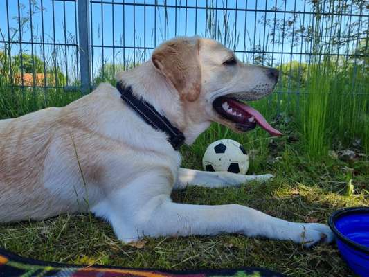 Wo sind meine Labrador Freunde-Beitrag-Bild