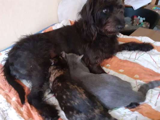 Warum liebst du deinen Hund?-Beitrag-Bild