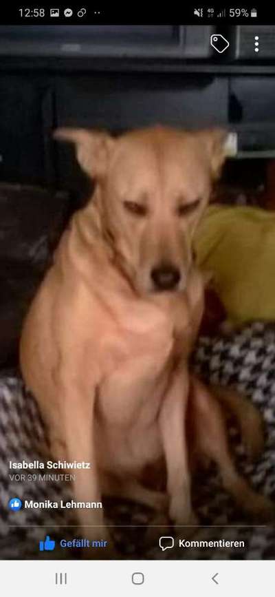 Rhodesian Ridgeback-Beitrag-Bild