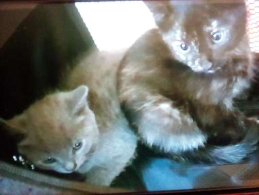 Warum liebst du deinen Hund?-Beitrag-Bild