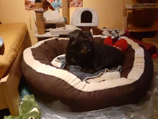 Rhodesian Ridgeback-Beitrag-Bild